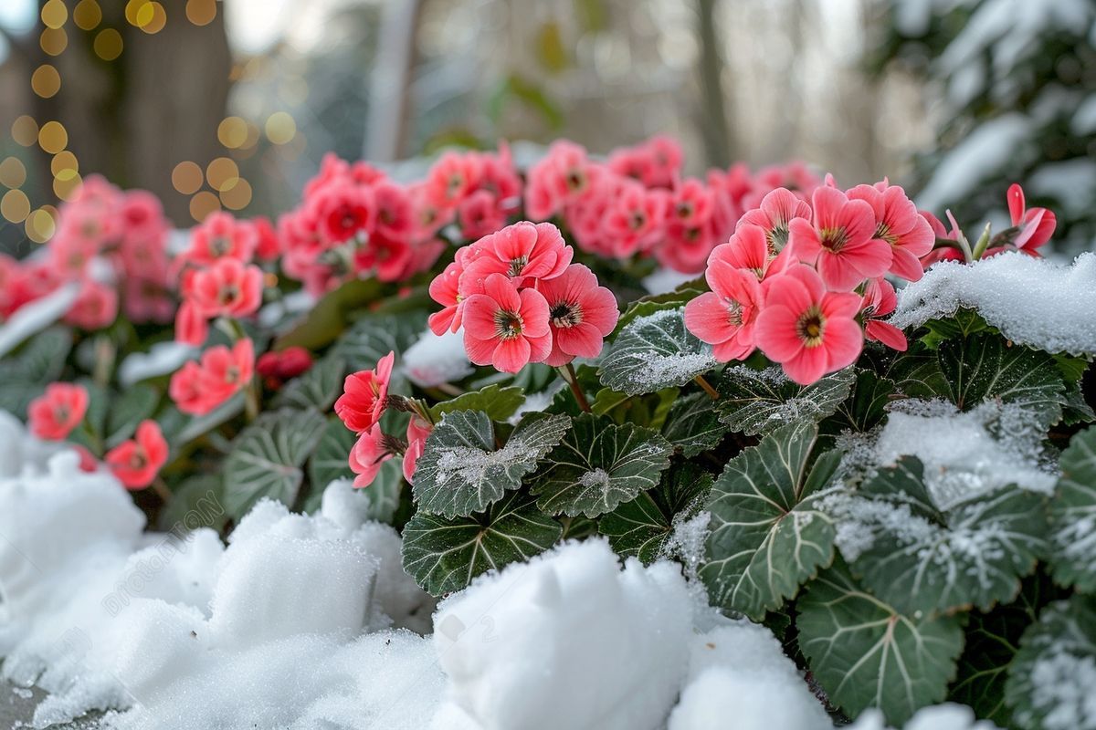 Gardez votre jardin radieux cet hiver avec une fleur à planter en septembre